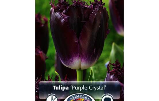 Tulipe Purple Crystal (Frang&eacute;e) (Paquet de 8 bulbes)