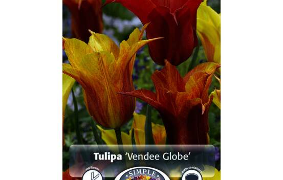 Tulipe Vendee Globe (Fleur de lys) (Paquet de 5 bulbes)