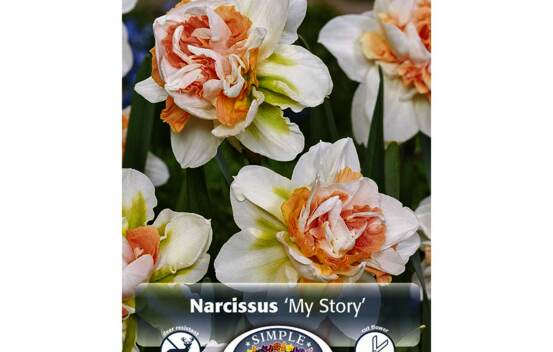 Narcisse My Story (Double) (Paquet de 5 bulbes)