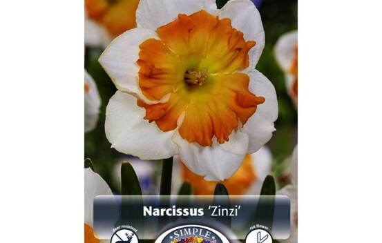 Narcisse Zinzi (Papillon) (Paquet de 5 bulbes)
