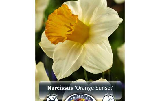 Narcisse Orange Sunset (Trompette) (Paquet de 5 bulbes)
