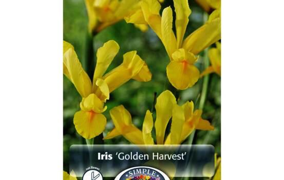 Iris Golden Harvest (Dutch) (Paquet de 10 bulbes)