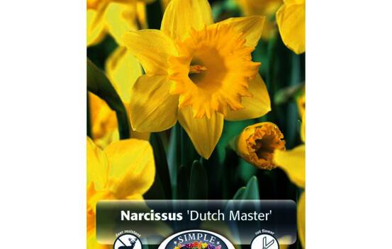 Narcisse Dutch Master (Trompette) (Zone : 3) (Paquet de 5 bulbes)