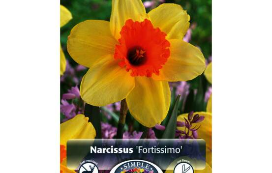 Narcisse Fortissimo (Large Cupped) (Paquet de 5 bulbes)