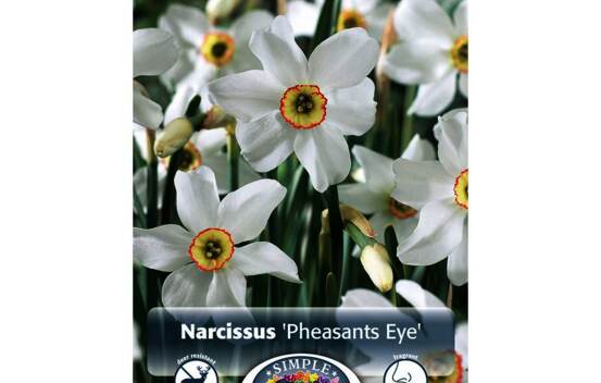 Narcisse Pheasant's Eye (Small Cupped) (Parfum&eacute;) (Zone : 3) (Paquet de 5 bulbes)