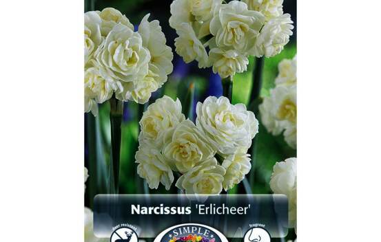 Narcisse Erlicheer (Double) (Parfum&eacute;) (Zone : 3) (Paquet de 5 bulbes)