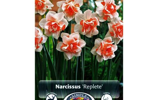 Narcisse Replete (Double) (Parfum&eacute;) (Zone : 3) (Paquet de 5 bulbes)