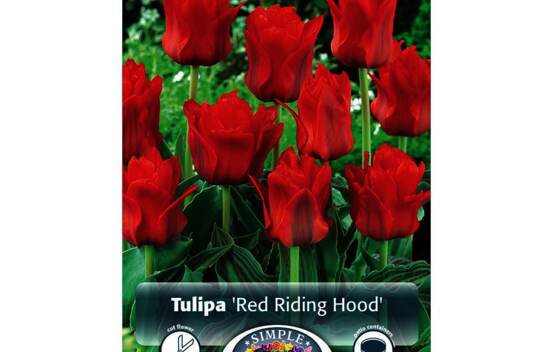 Tulipe Red Riding Hood (Greigii) (Zone : 3) (Paquet de 5 bulbes)