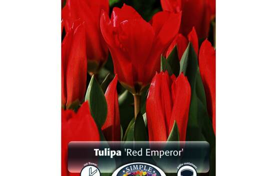 Tulipe Red Emperor (Madame Lefeber) (Fosteriana) (Zone : 3) (Paquet de 5 bulbes)