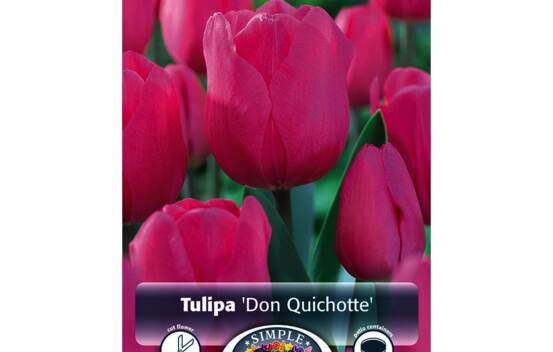 Tulipe Don Quichotte (Triumph) (Zone : 3) (Paquet de 5 bulbes)