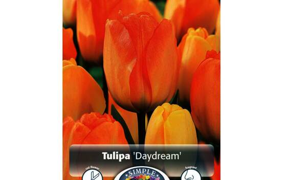 Tulipe Daydream (Darwin Hybride) (Parfum&eacute;e) (Zone : 3) (Paquet de 5 bulbes)