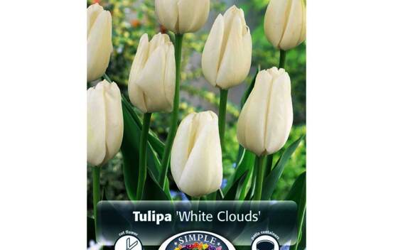 Tulipe White Clouds (Hakuun) (Darwin Hybride) (Zone : 3) (Paquet de 5 bulbes)
