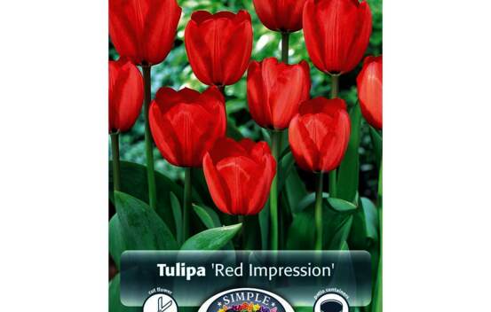 Tulipe Red Impression (Darwin Hybride) (Zone : 3) (Paquet de 5 bulbes)