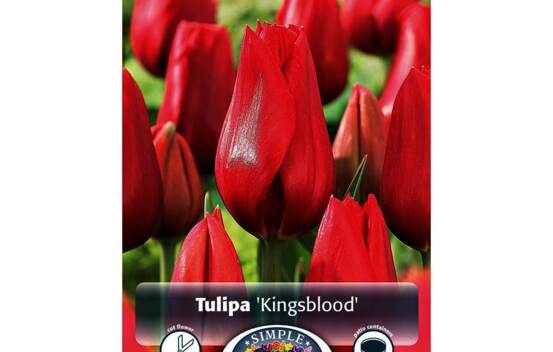 Tulipe Kingsblood (Simple tardive) (Paquet de 5 bulbes)