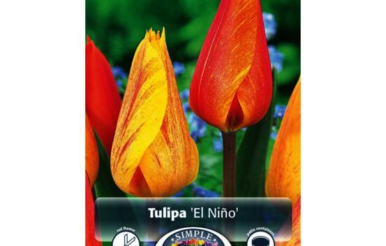 Tulipe El Nino (Simple tardive) (Zone : 3) (Paquet de 5 bulbes)
