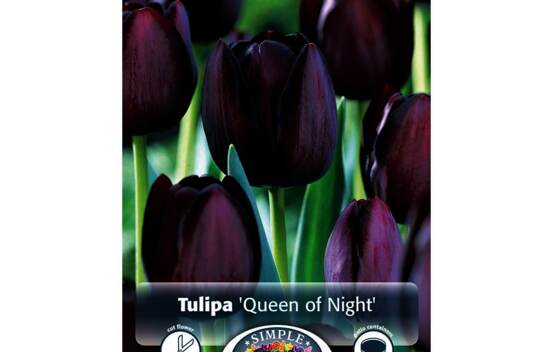 Tulipe Queen of Night (Simple tardive) (Zone : 3) (Paquet de 5 bulbes)