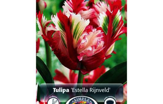 Tulipe Estella Rijnveld (Perroquet) (Zone : 4) (Paquet de 5 bulbes)