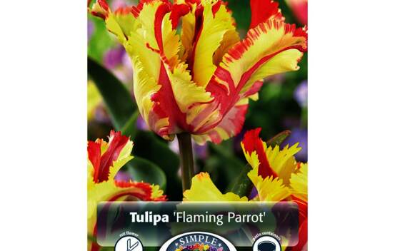 Tulipe Flaming Parrot (Perroquet) (Paquet de 5 bulbes)