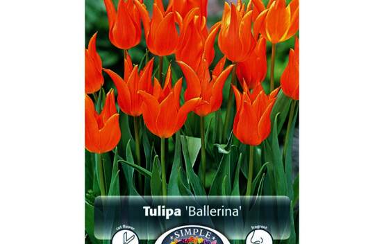 Tulipe Ballerina (Fleur de lys) (Parfum&eacute;e) (Zone : 3) (Paquet de 5 bulbes)