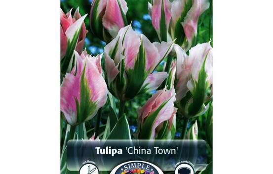 Tulipe China Town (Viridiflora) (Zone : 3) (Paquet de 5 bulbes)