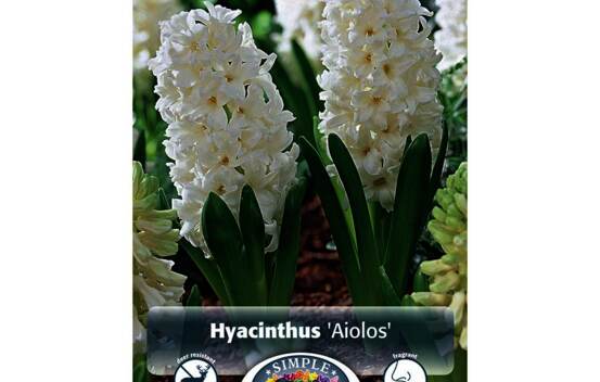 Jacinthe Aiolos (Parfum&eacute;) (Zone : 4) (Paquet de 5 bulbes)