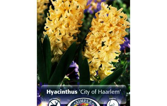 Jacinthe City of Haarlem (Parfum&eacute;) (Zone : 4) (Paquet de 5 bulbes)