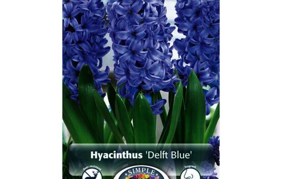 Jacinthe Delft Blue (Parfum&eacute;) (Zone : 4) (Paquet de 5 bulbes)