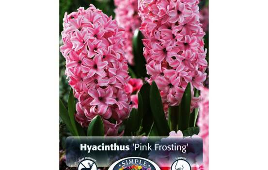Jacinthe Pink Frosting (Paquet de 5 bulbes)