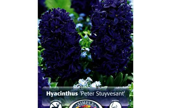 Jacinthe Peter Stuyvesant (Parfum&eacute;) (Zone : 4) (Paquet de 5 bulbes)