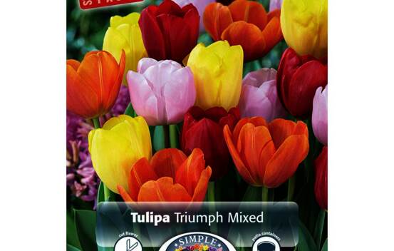 Tulipe Triumph Blend (Special Value Pack) (Paquet de 12 bulbes)