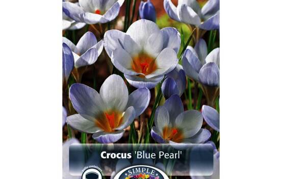Crocus Blue Pearl (Chrysanthus) (Specie - Snow) (Zone : 4) (Paquet de 20 bulbes)