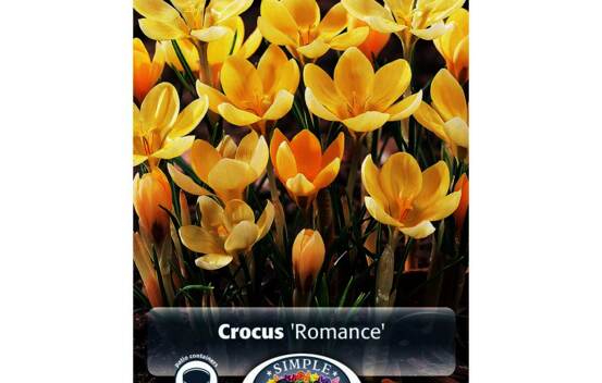 Crocus Romance (Chrysanthus) (Specie - Snow) (Zone : 4) (Paquet de 20 bulbes)
