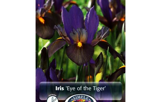 Iris Eye of the Tiger (Dutch) (Zone : 5) (Paquet de 10 bulbes)