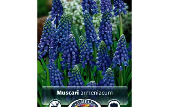 Muscari Armeniacum (Parfum&eacute;) (Zone : 4) (Paquet de 20 bulbes)