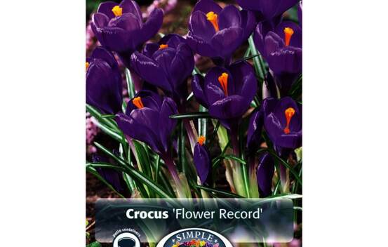 Crocus Flower Record (G&eacute;ant) (Zone : 4) (Paquet de 15 bulbes)