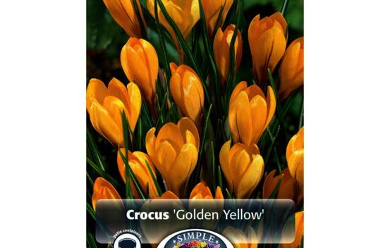 Crocus Golden Yellow (G&eacute;ant) (Zone : 4) (Paquet de 15 bulbes)