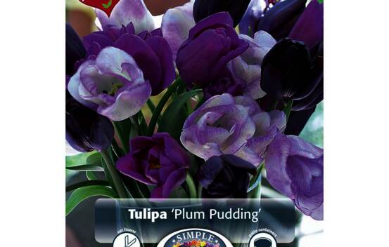 Tulipe Plum Pudding (M&eacute;lange Perfect Partners) (Zone : 3) (Paquet de 8 bulbes)