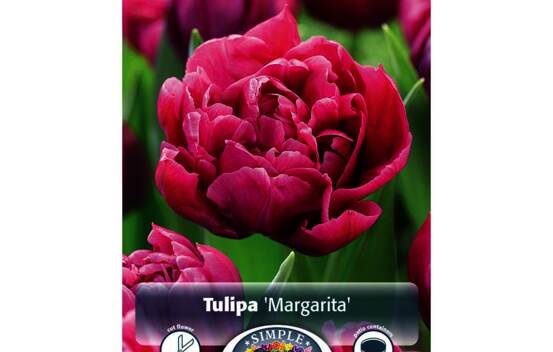 Tulipe Margarita (Double h&acirc;tive) (Zone : 3) (Paquet de 5 bulbes)