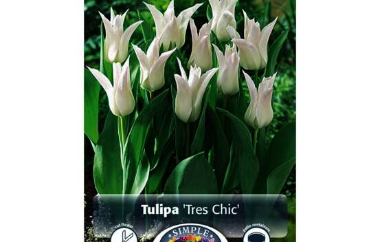 Tulipe Tr&egrave;s Chic (Fleur de lys) (Zone : 3) (Paquet de 5 bulbes)