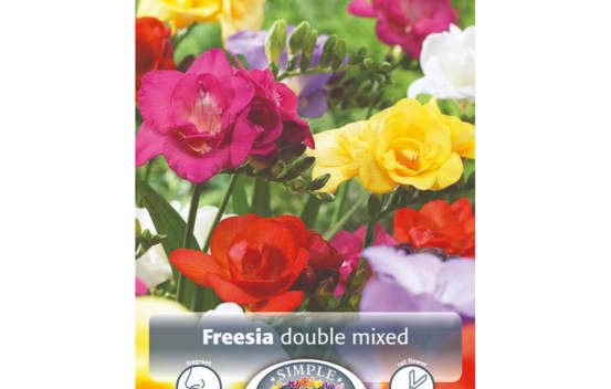 Freesia Mixed double (Paquet de 10 bulbes) (taille : 6/7 cm)