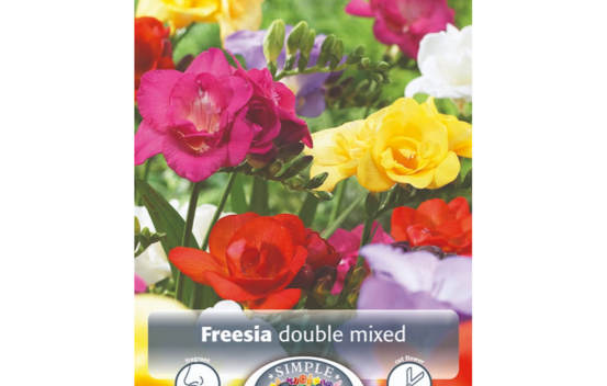 Freesia Mixed Double (Paquet de 10 bulbes)