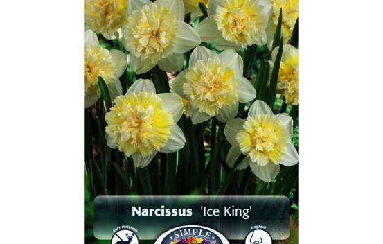 Narcisse Ice King (Double) (Parfum&eacute;) (Paquet de 5 bulbes)