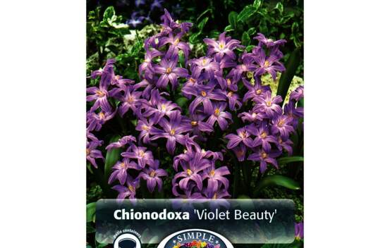 Chionodoxa Violet Beauty (Luciliae) (Paquet de 15 bulbes)