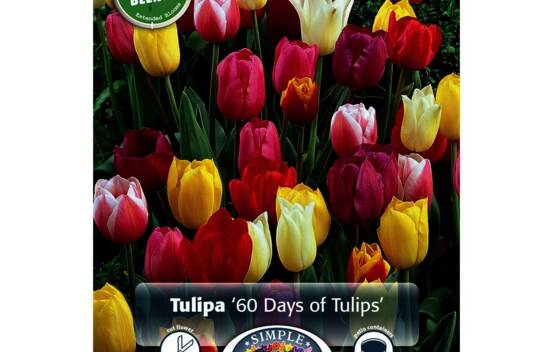 Tulipe 60 Days of Tulips (P&eacute;riode de floraison &eacute;tendue - Inspiration Blend) (Zone : 3) (Paquet de 15 bulbes)
