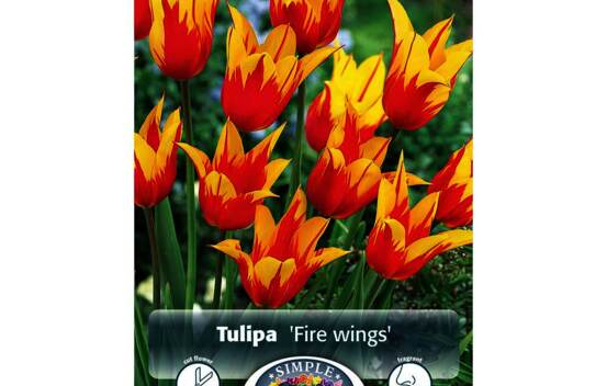 Tulipe Fire Wings (Fleur de lys) (Paquet de 5 bulbes)