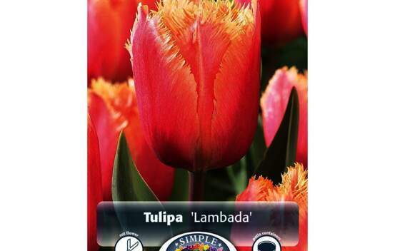 Tulipe Lambada (Frang&eacute;e) (Zone : 3) (Paquet de 5 bulbes)