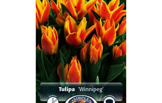 Tulipe Winnipeg (Greigii) (Zone : 3) (Paquet de 5 bulbes)