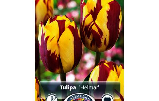 Tulipe Helmar (Rembrandt) (Zone : 3) (Paquet de 5 bulbes)