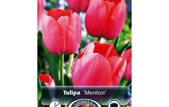 Tulipe Menton (Simple tardive) (Zone : 3) (Paquet de 5 bulbes)