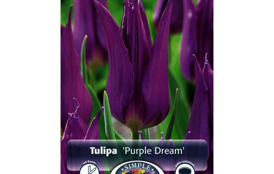 Tulipe Purple Dream (Fleur de lys) (Zone : 3) (Paquet de 8) (taille : 12 cm et +)